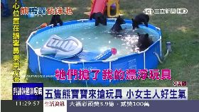 熊搶游泳池1100
