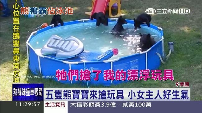 小熊後院開泳池趴　小女主人好生氣啊