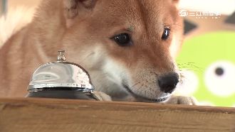 超有天份！柴犬NANA竟然會說話