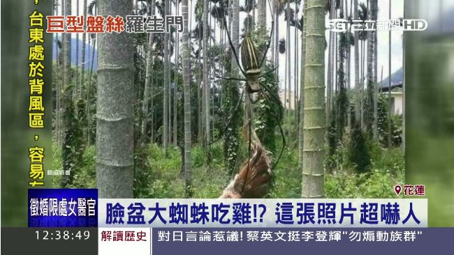 蜘蛛大如臉盆吃掉雞？真相原來是…