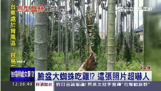 蜘蛛大如臉盆吃掉雞？真相原來是…