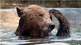 熊 圖 攝影者Tambako The Jaguar, flickr CC License https://www.flickr.com/photos/tambako/4283191966/in/photolist-7wutKm-mqucZe-gcWM6k-4on5RG-bTZGmv-aLJGVn-bYEMSJ-6sz8cU-dukc9Q-4op8TN-8VoSYu-mpqEnF-8VrvDn-4fsyGe-aM23pk-mhUeUY-d6oL4j-rks2DW-6zXaBT-dV2sGu-8u2ELb-nxiEC1-qQFq4E-nS9R1W-pDrZiJ-ozF67K-9CmtK4-qRkykh-bqDtJr-bhV2PZ-gu9UHB-r8UgcU-bVGczy-2xY83-3EFepg-mkfUCM-9ZYpVs-rYDXzY-dBzGC1-iEeLBa-cLh3eG-rfXsym-nZGfgu-nXJMew-cQbaf9-s4BtCf-5Q9rcc-dUZsSo-bqLHBX-o311Y9