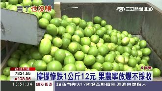 檸檬1公斤剩12元　果農寧放爛不收