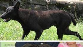 流浪狗,母愛,（臉書粉絲團：台灣動物緊急救援小組）