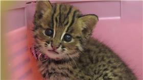 石虎（圖／YouTube）