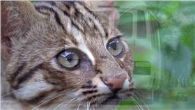 石虎（圖／YouTube）