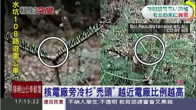 福島變種植物　核電廠旁冷杉「禿頭」