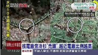 福島變種植物　核電廠旁冷杉「禿頭」