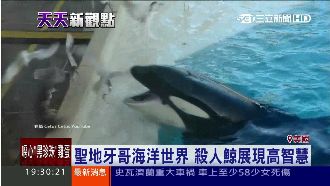 聰明！吃膩魚了　殺人鯨用魚誘騙笨鳥