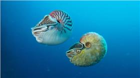 異鸚鵡螺
翻攝ｙｏｕｔｕｂｅ
https://www.youtube.com/watch?v=xTXLaxF-v0M