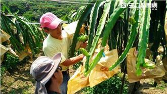 黃西田、大芭比到外埔體驗客家生活！