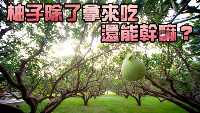 中秋節要到了！柚子除了吃還能幹嘛？
