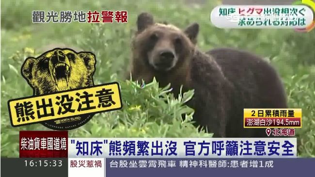 小心熊出沒！北海道黑熊向遊客討食物
