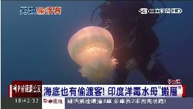 水母偷渡客1700