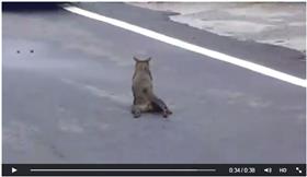 貓咪／臉書／作者歐陽武