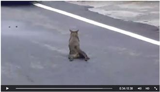 關鐵捲門小心！小貓遭夾後肢癱軟