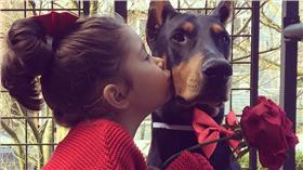 杜賓犬,Siena,Buddha,寵物,大型犬▲圖／翻攝自cutieandthebeast IG