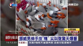 男子伸手按「鴨群」　尖叫聲驚天爆響