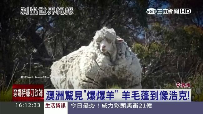 澳洲驚見爆爆羊　 羊毛未剪如浩克