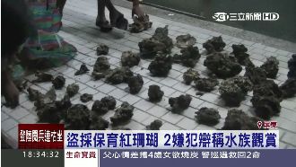 陸客搶買　2嫌盜採242株保育珊瑚