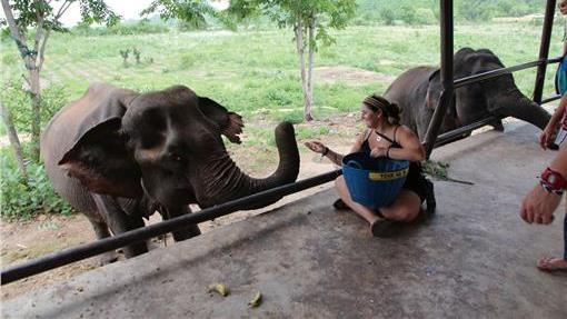 到曼谷郊區，幫洗澡、擦去大象的眼淚