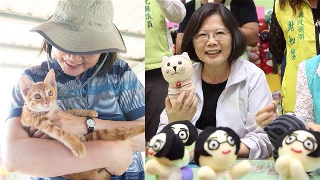 律師看大選　喵星人完成殖民台灣惹