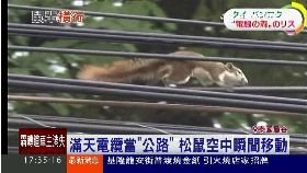 T 松鼠亂泰國1700