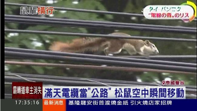 整個城市都是我家！松鼠稱霸曼谷城