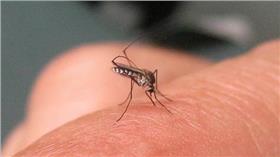 蚊子（圖／攝影者John Tann, flickr CC License）https://www.flickr.com/photos/31031835@N08/4236607808