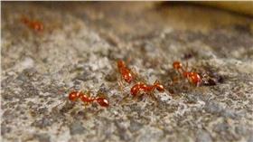 紅火蟻
翻攝ＦＬＩＣＫＲ
紅火蟻於去年入侵松山機場，相關單位雖已經投入緊急搶救，狀況至今仍未改善，整座機場約90公頃的草皮無一倖免，全面淪陷成疫區，國外曾發生過紅火蟻咬斷機場助導航設施電線的情況，這些不速之客若不盡快處理，恐怕對飛航及旅客安全將構成強烈威脅。