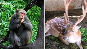梅花鹿、獼猴_維基、lickr-http://ppt.cc/Rz3ej