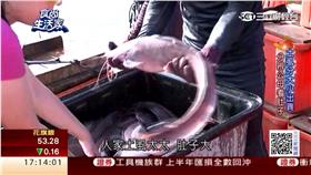 0907食尚生活家-土虱