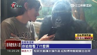 畫面好溫馨！猩猩和男子並肩齊看手機