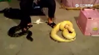 驚！蟒蛇生吞秀拉人　攤商趁機賣藥