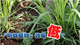 圖／攝影者Christopher Paquette, Flickr CC License；三立新聞網製圖