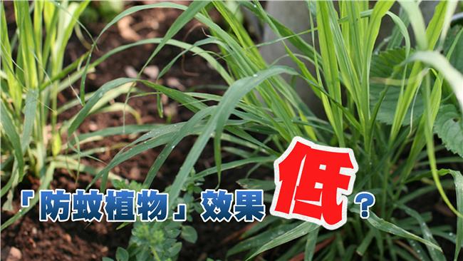 防蚊植物沒用？專家：基本上無效
