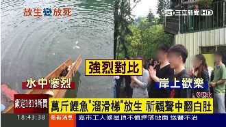 諷刺！萬斤鯉魚「溜滑梯」放生翻白肚
