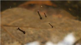 蚊子、登革熱、孑孓/flickr-Colin and Sarah Northway／https://www.flickr.com/photos/46174988@N00/5021638469/