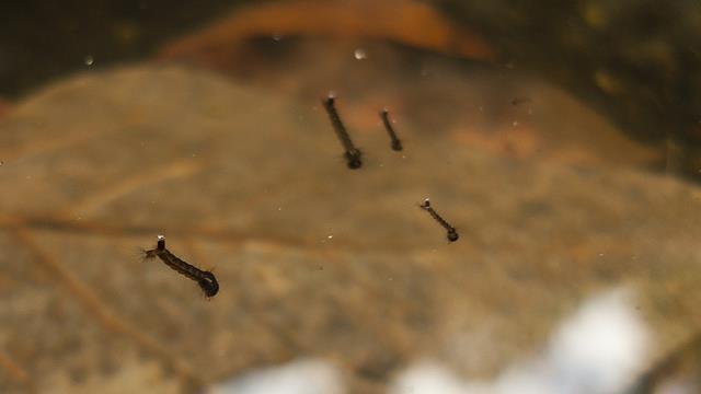 登革熱救星！這些人竟然靠蚊子維生
