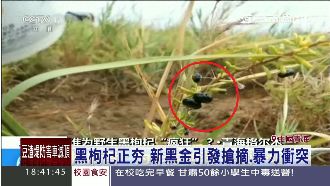 新黑金之亂！大陸瘋迷「黑枸杞」療效