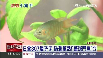 日食307隻孑孓　防登革熱鬥魚夯！