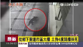 ~狗四度跳樓1200