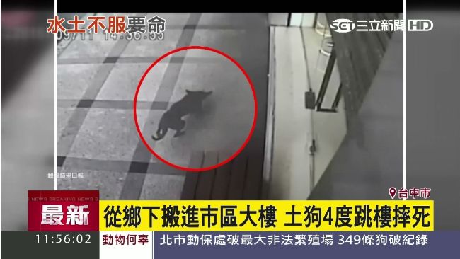 水土不服！小黑狗跳樓　不幸死亡