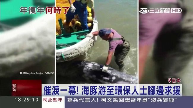 【直擊】連殺海豚六個月　日傳統惹議