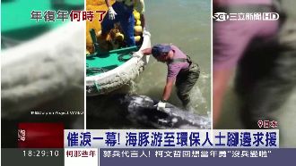 【直擊】連殺海豚六個月　日傳統惹議