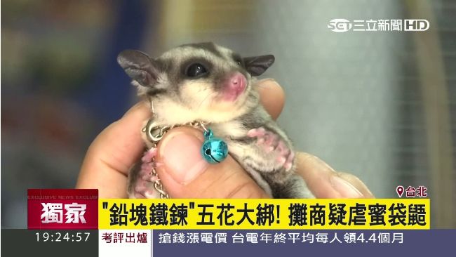 良心何在？攤商竟用鉛塊綁蜜袋鼯販售