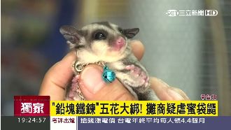 良心何在？攤商竟用鉛塊綁蜜袋鼯販售