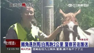 白馬闖出馬場逛大街　員警苦追護送