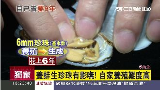 養蚌生珍珠難度高！這些訣竅要掌握好