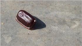 蟑螂、小強、滅蟑、蟑螂蛋、蟑螂卵鞘／flickr－Eran Finkle／https://www.flickr.com/photos/finklez/3240139673/in/photolist-2oVFcw-Dx8Yd-2oRp2r-4CNtn1-4CJbAg-bwj9Kv-5WjyD8-gkL76P-gkKBhP-gkL7dc-a2tT3W-gkKzZi-gkKqGj-8g21Bb-fV4RNg-4xaiji-fmSghj-roS1Wt-kED8V-7Kzoo2-fV5kwR-9wgtn3-a2xMXK-a2AFsj-a2AF8W-qs9HsP-KCMF3-gto8p6-7Kzof6-B6UvU-7KDkds